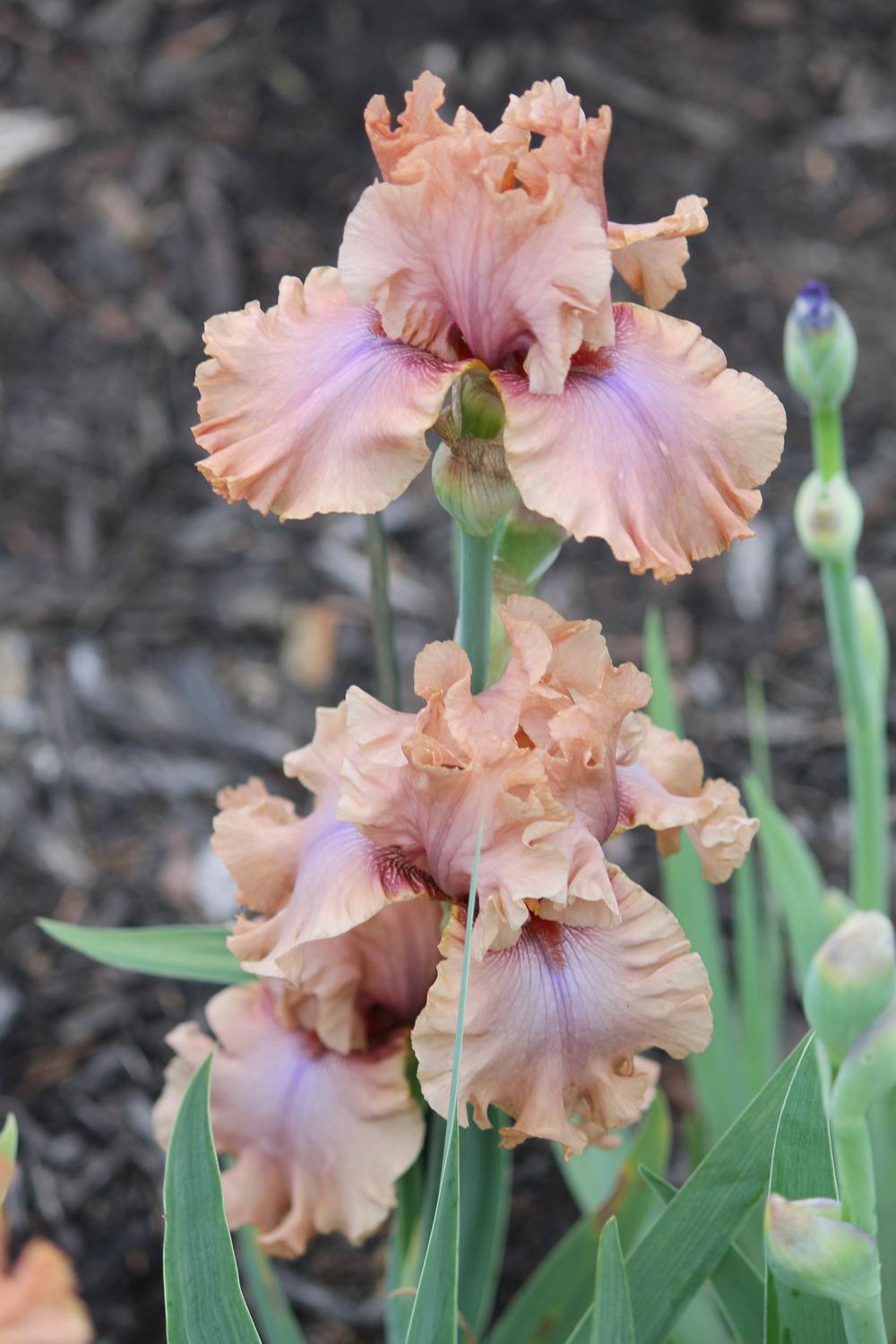 Photo of Tall Bearded Iris (Iris 'I Must Have It') uploaded by ARUBA1334