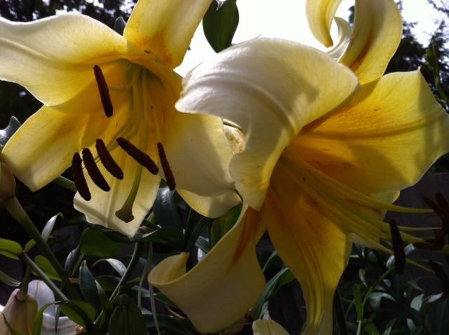 Photo of Lily (Lilium 'Quintessence') uploaded by Ispahan