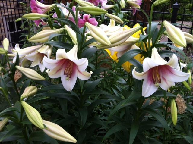 Photo of Lily (Lilium Triumphator) uploaded by Ispahan