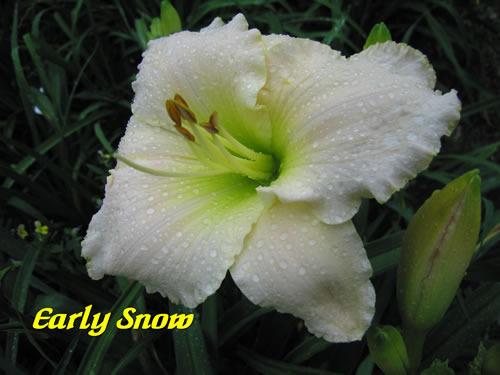 Photo of Daylily (Hemerocallis 'Early Snow') uploaded by Joy