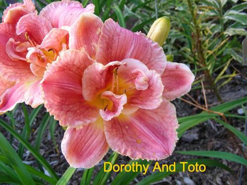 Photo of Daylily (Hemerocallis 'Dorothy and Toto') uploaded by Joy