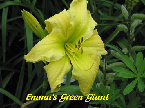 Photo of Daylily (Hemerocallis 'Emma's Green Giant') uploaded by Joy