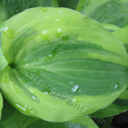 Location: Ottawa, ON
Date: 2012-06-20
H. 'Grand Tiara' leaf