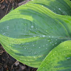 Location: Ottawa, ON
Date: 2012-06-20
H. 'Jewel of the Nile' leaf