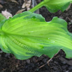 Location: Ottawa, ON
Date: 2012-06-20
H. Emerald Ruff Cut' leaf