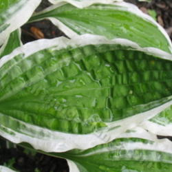 Location: Ottawa, ON
Date: 2012-06-20
H. 'Ginko Craig' leaf