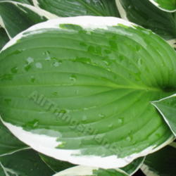 Location: Ottawa, ON
Date: 2012-06-20
H. 'Francee' leaf