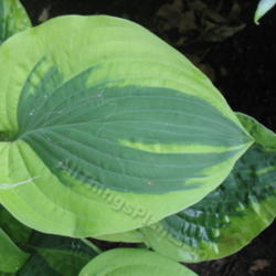 Location: Ottawa, ON
Date: 2012-06-20
H. 'Gemini Moon' leaf