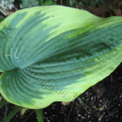 H. Frances Williams' leaf