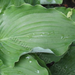 Location: Ottawa, ON
Date: 2012-06-20
H. 'Marilyn Monroe' leaf showing its white underside