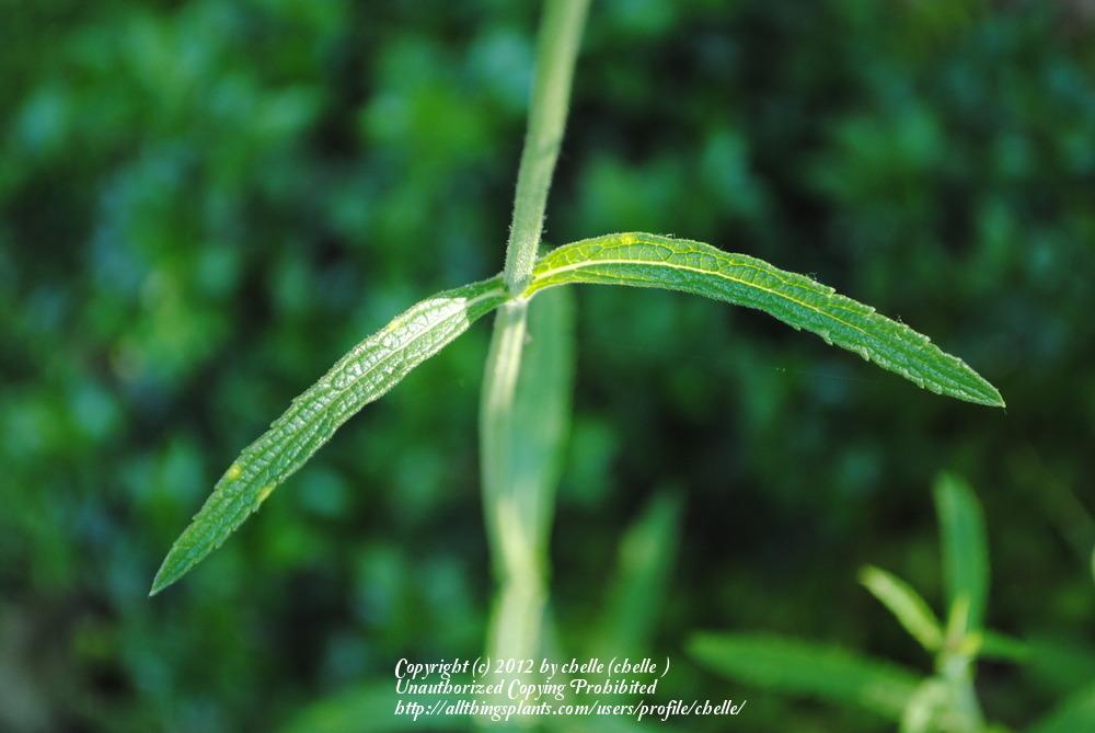Photo of Tall Verbena (Verbena bonariensis) uploaded by chelle
