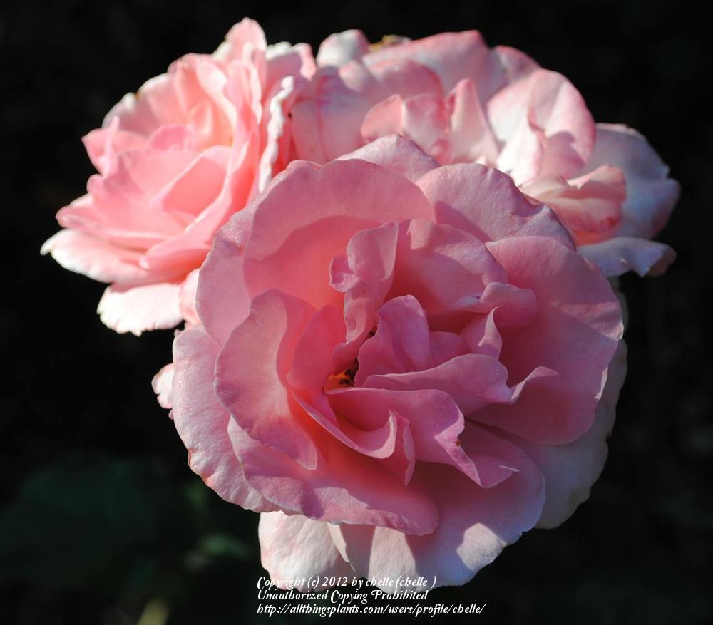 Photo of Rose (Rosa 'Queen Elizabeth') uploaded by chelle