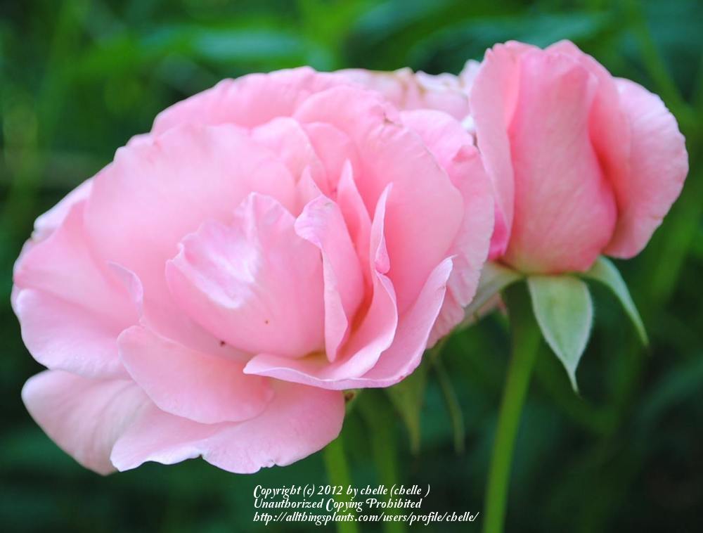 Photo of Rose (Rosa 'Queen Elizabeth') uploaded by chelle