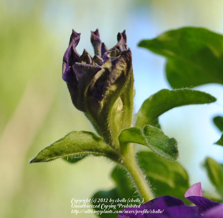 Photo of Double Grandiflora Petunia (Petunia 'Double Cascade Blue') uploaded by chelle