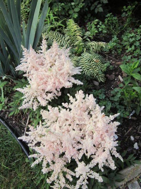 Photo of False Goat's Beard (Astilbe Younique Silvery Pink™) uploaded by ge1836