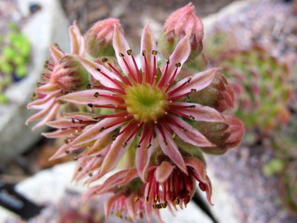 Photo of Hen and chicks (Sempervivum 'Quintessence') uploaded by goldfinch4