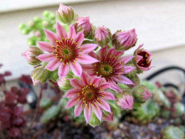 Photo of Hen and Chicks (Sempervivum 'Silver Fan') uploaded by goldfinch4