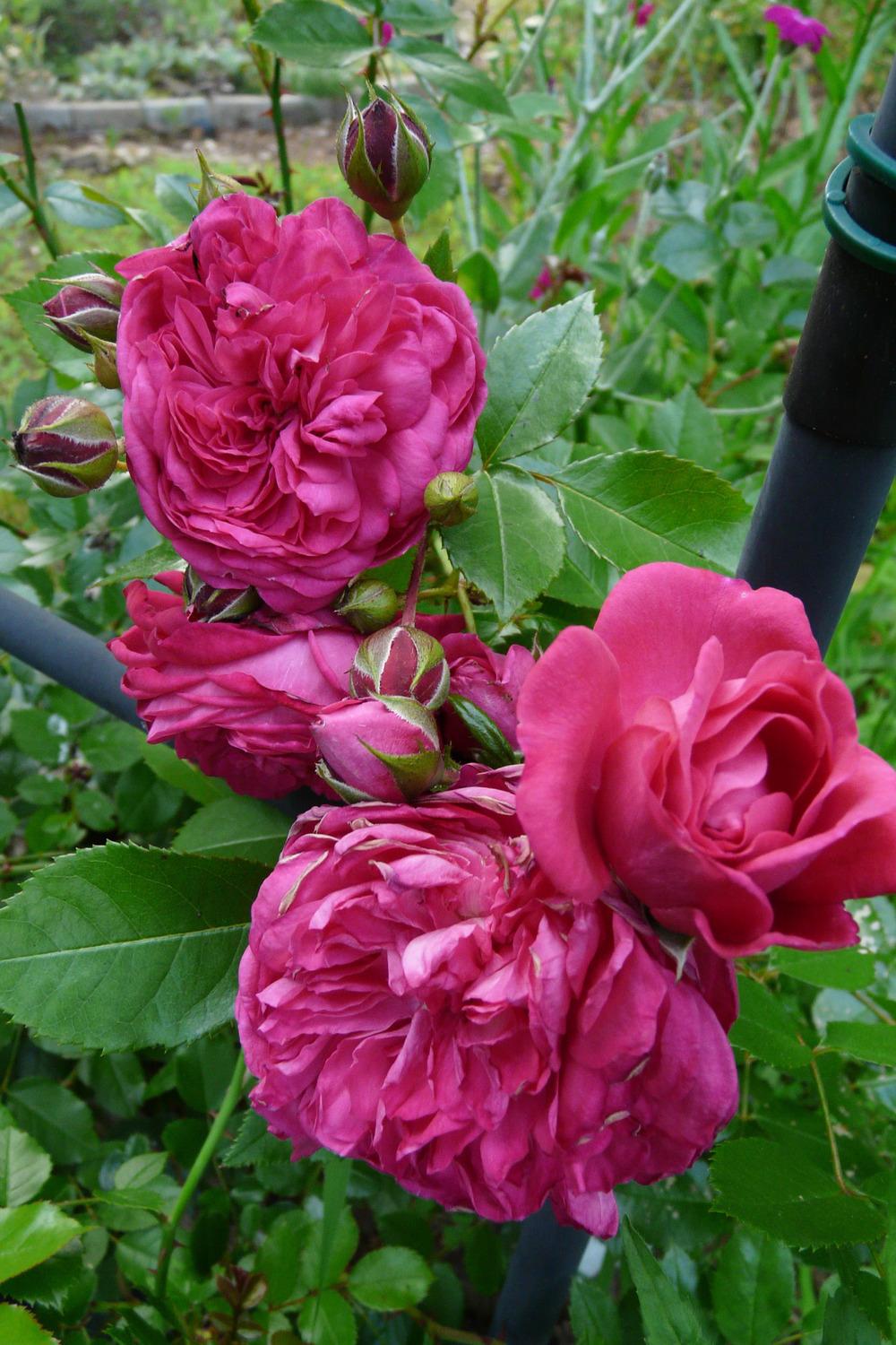 Photo of Rose (Rosa 'Laguna') uploaded by kassiap
