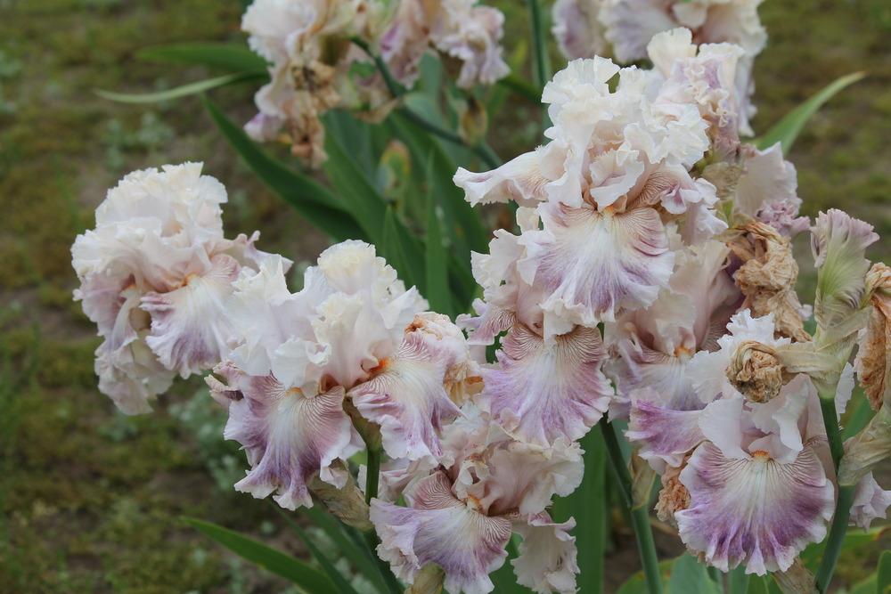 Photo of Tall Bearded Iris (Iris 'Amorous Heart') uploaded by ARUBA1334