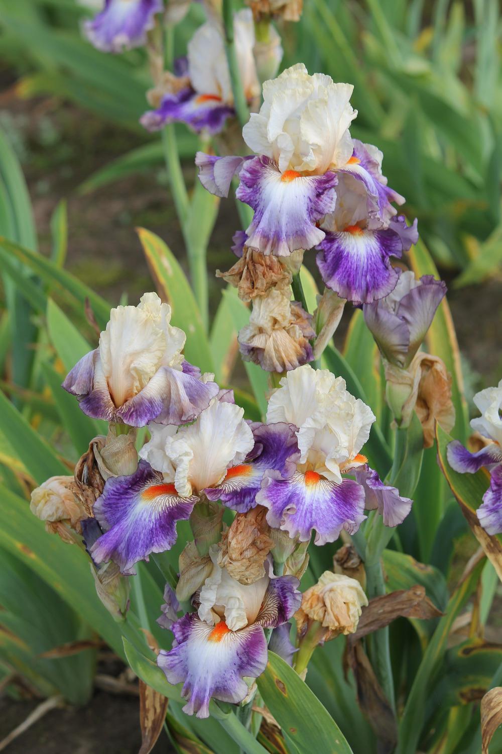 Photo of Tall Bearded Iris (Iris 'Tango Express') uploaded by ARUBA1334