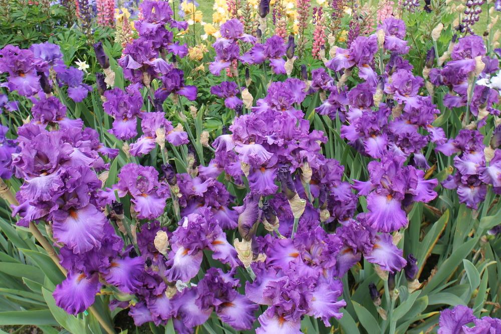 Photo of Tall Bearded Iris (Iris 'Imperial Reign') uploaded by ARUBA1334