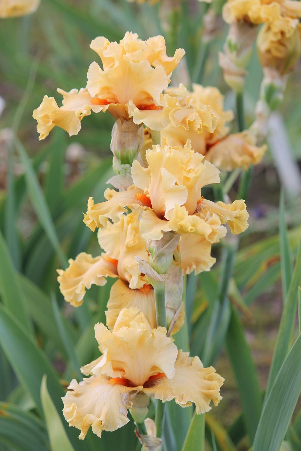 Photo of Tall Bearded Iris (Iris 'In Beauty') uploaded by ARUBA1334