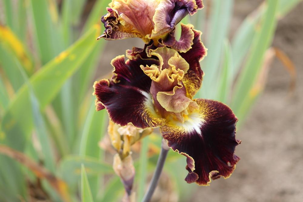 Photo of Tall Bearded Iris (Iris 'Volcanic Glow') uploaded by ARUBA1334