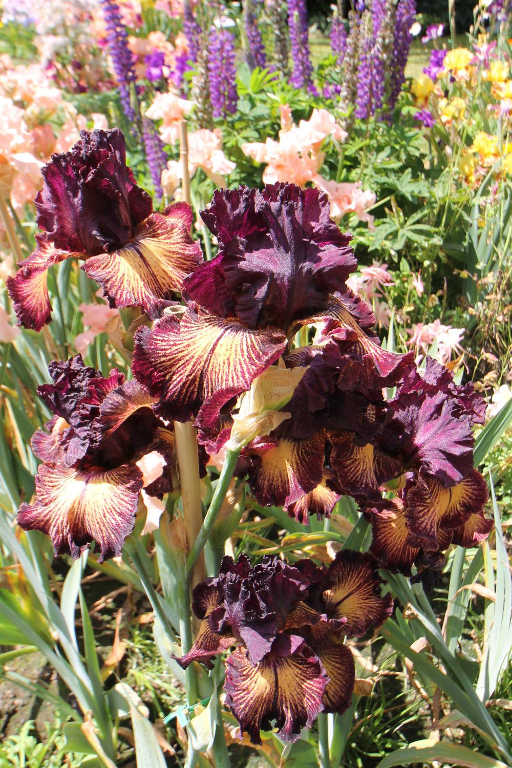 Photo of Tall Bearded Iris (Iris 'Drama Queen') uploaded by ARUBA1334