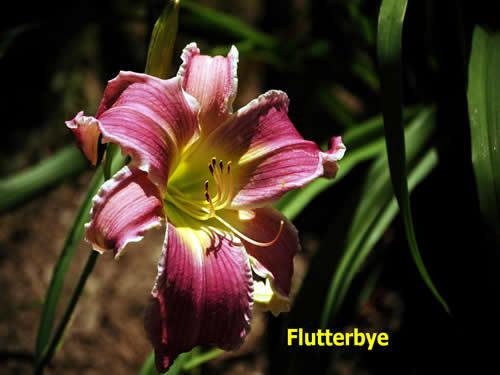 Photo of Daylily (Hemerocallis 'Flutterbye') uploaded by Joy