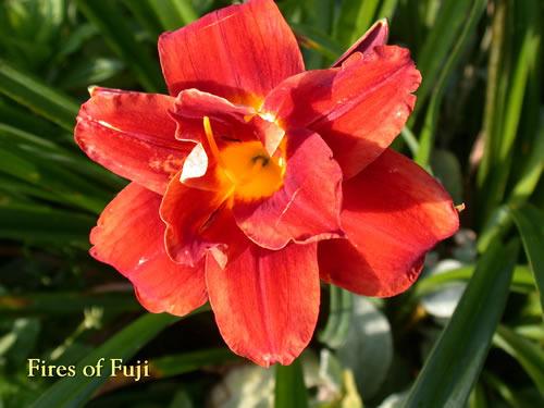 Photo of Daylily (Hemerocallis 'Fires of Fuji') uploaded by Joy