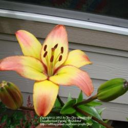 Location: My garden in Kalama, Wa. Zone 8
Date: 2012-06-25