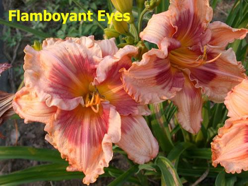 Photo of Daylily (Hemerocallis 'Flamboyant Eyes') uploaded by Joy