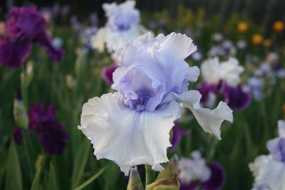 Photo of Tall Bearded Iris (Iris 'Queen of Elegance') uploaded by KentPfeiffer