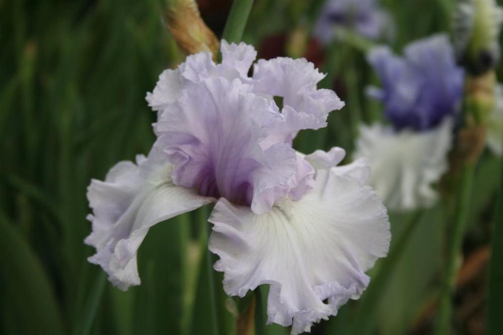 Photo of Tall Bearded Iris (Iris 'Royal Sterling') uploaded by KentPfeiffer