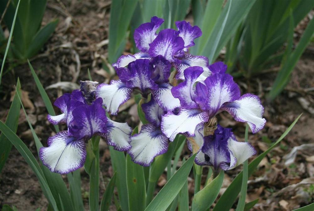 Photo of Intermediate Bearded Iris (Iris 'Rare Edition') uploaded by KentPfeiffer