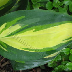 Location: Ottawa, ON
Date: 2012-06-20
H. 'Sitting Pretty' leaf