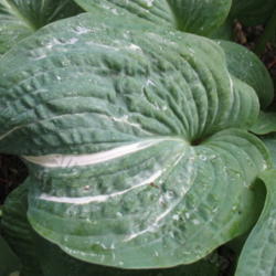 Location: Ottawa, ON
Date: 2012-06-20
H. 'Spilt Milk' leaf
