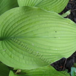 Location: Ottawa, ON
Date: 2012-06-20
H. 'Sun Power' leaf