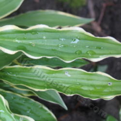 Location: Ottawa, ON
Date: 2012-06-20
H. 'Stiletto' leaf