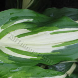 Location: Ottawa, ON
Date: 2012-06-21
H. 'Undulata Univittata' leaf