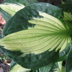 Location: Ottawa, ON
Date: 2012-06-21
H. 'Whirlwind' leaf