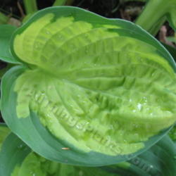 Location: Ottawa, ON
Date: 2012-06-20
H. 'Rainforest Sunrise' leaf