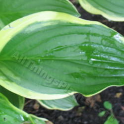 Location: Ottawa, ON
Date: 2012-06-20
H. 'So Sweet' leaf
