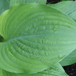 Location: Ottawa, ON
Date: 2012-06-20
H. 'Sara' leaf