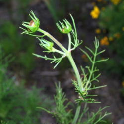 Location: West Valley City, UT
Date: 2012-06-24
Flower buds just before opening.