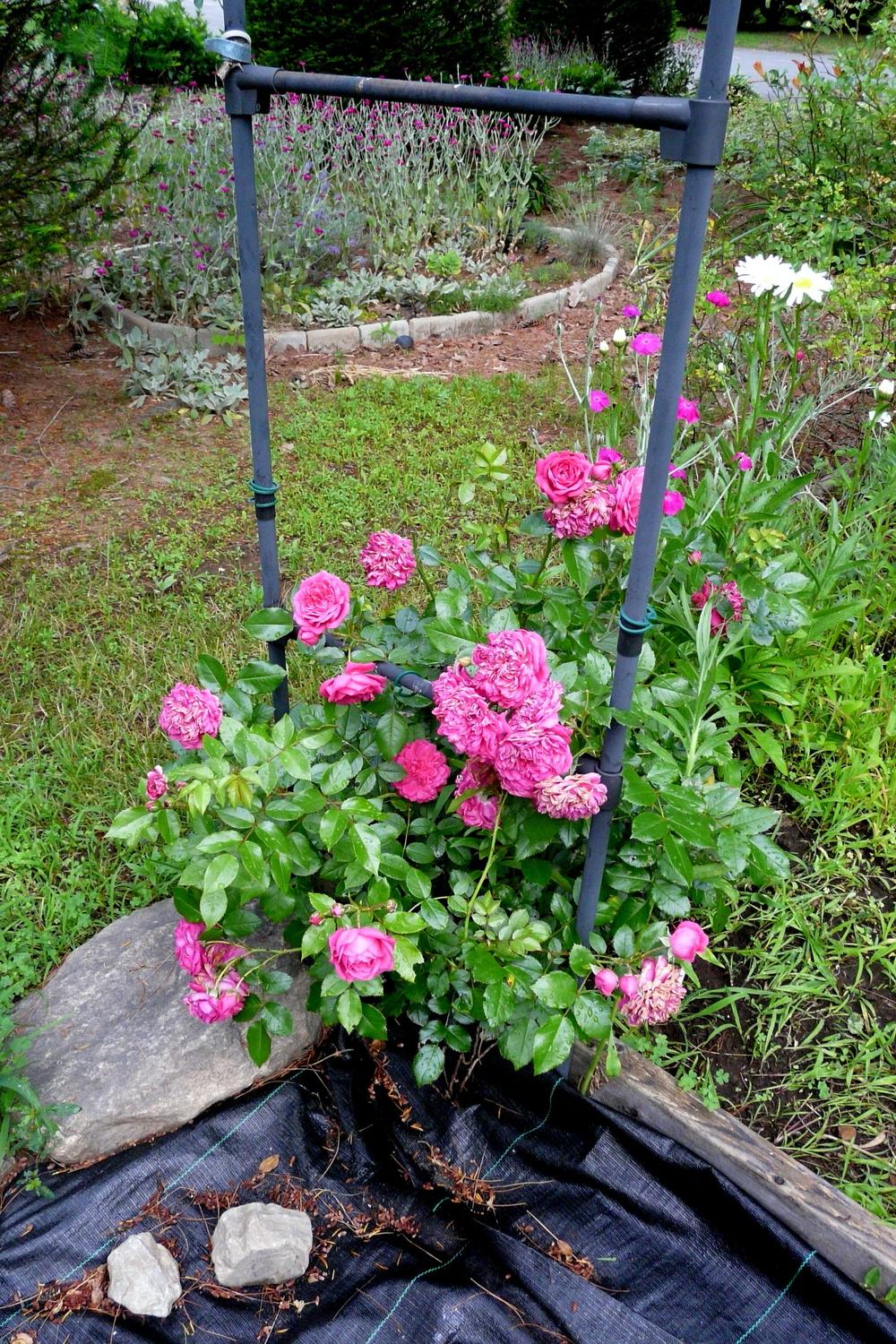 Photo of Rose (Rosa 'Laguna') uploaded by kassiap