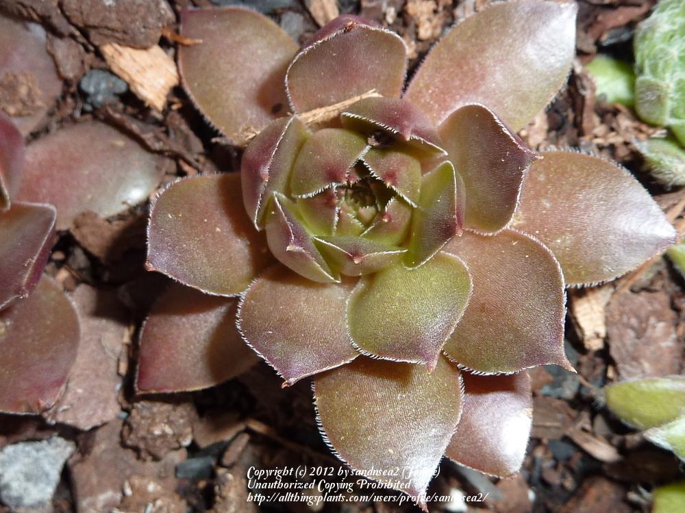 Photo of Hen and Chicks (Sempervivum 'Pacific Clydesdale') uploaded by sandnsea2