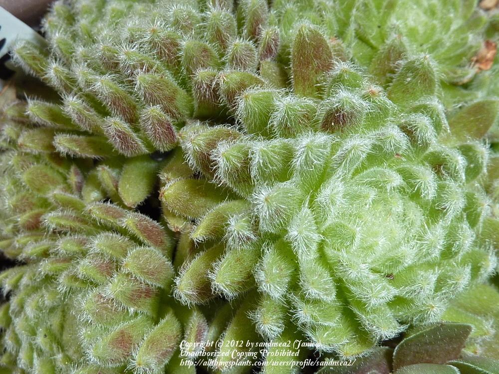 Photo of Hen and Chicks (Sempervivum 'Pacific Teddy') uploaded by sandnsea2
