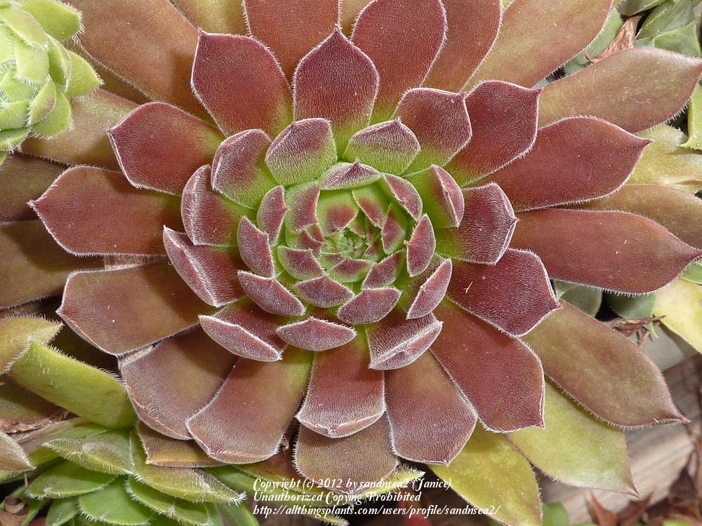Photo of Hen and Chicks (Sempervivum 'Pacific Joyce') uploaded by sandnsea2