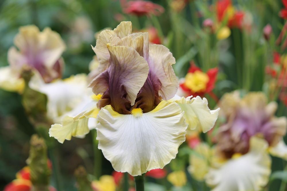 Photo of Tall Bearded Iris (Iris 'Mysterious Ways') uploaded by ARUBA1334